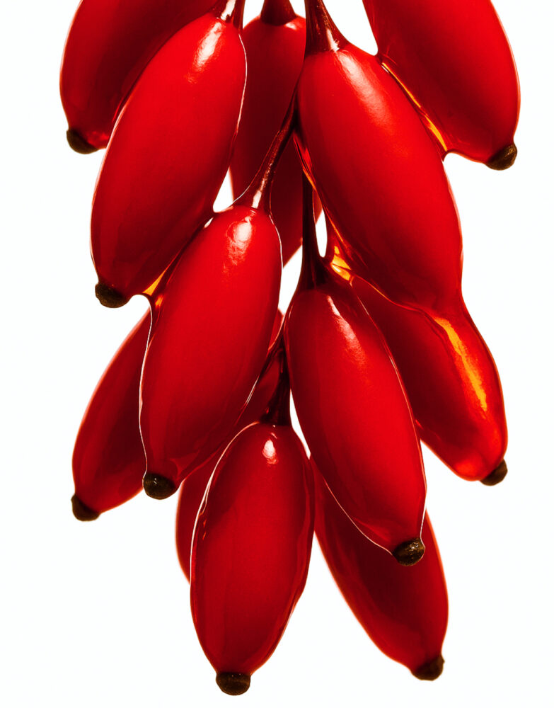 WHAT_S IN IT-Berberine Extract