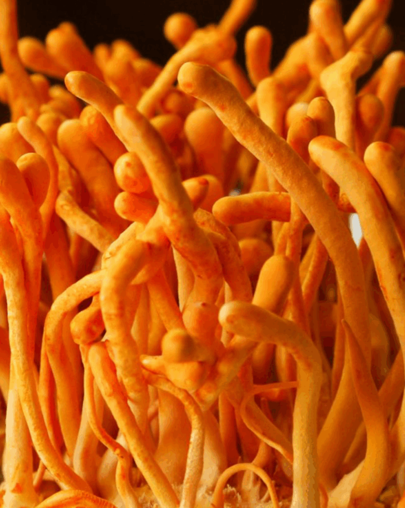 WHAT_S IN IT-Cordyceps Extract